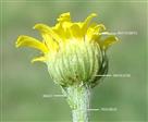  Capitulum with involucre and bracteate peduncle